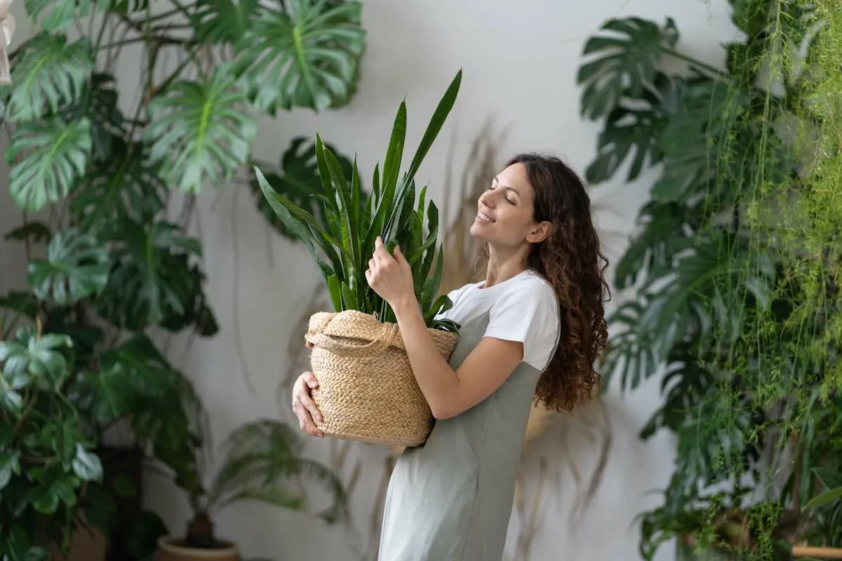 Hvorfor Du Ikke Bør Have Disse Planter Indendørs Ifølge Feng Shui