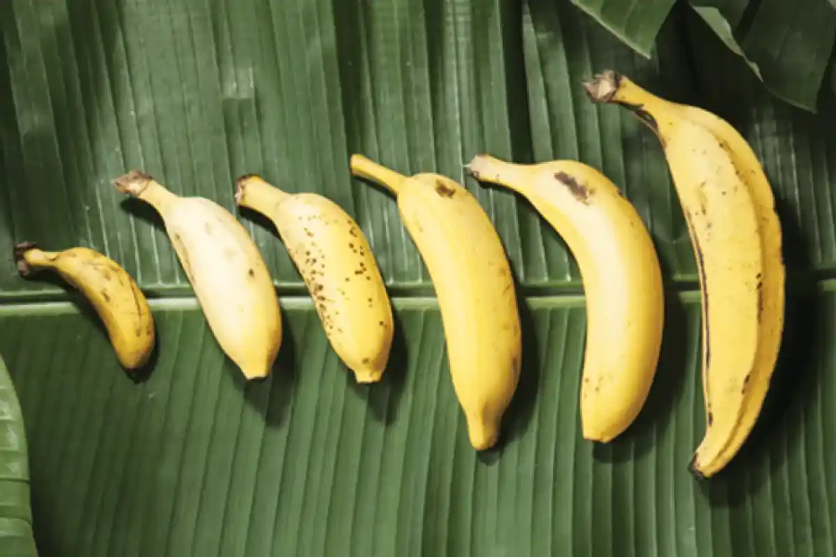 Bananer med Brune Pletter: Hvad Fortæller de om Frugten?