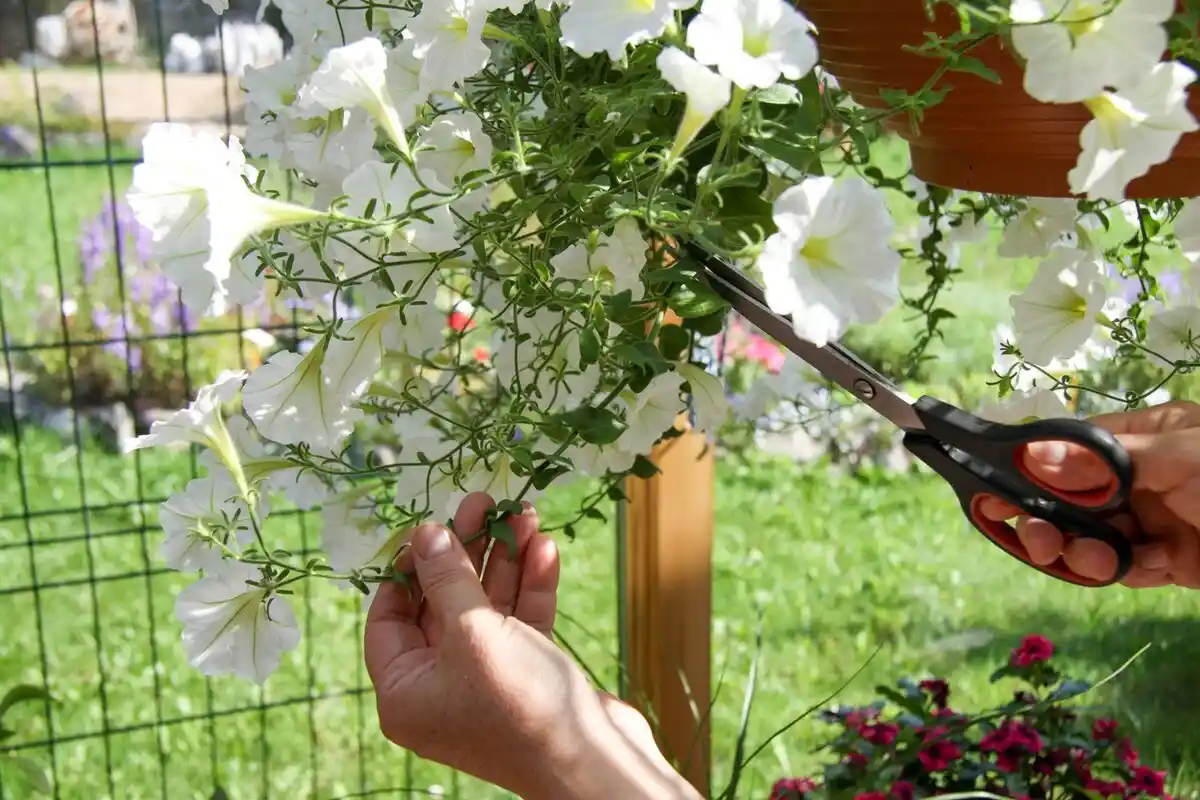 Beskære Petunia: En Enkel Teknik til at Forlænge Blomstringen!