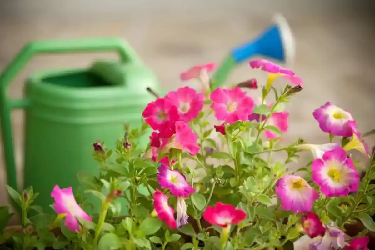 Beskære Petunia: En Enkel Teknik til at Forlænge Blomstringen!
