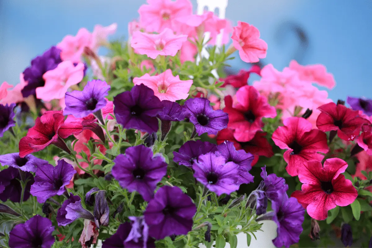 Beskære Petunia: En Enkel Teknik til at Forlænge Blomstringen!