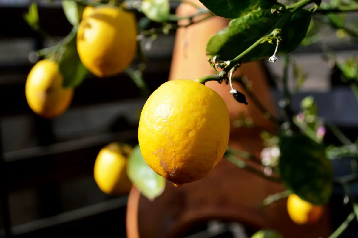 Bitre Råd Citrontræ: Den Skjulte Årsag til Rådne Citroner