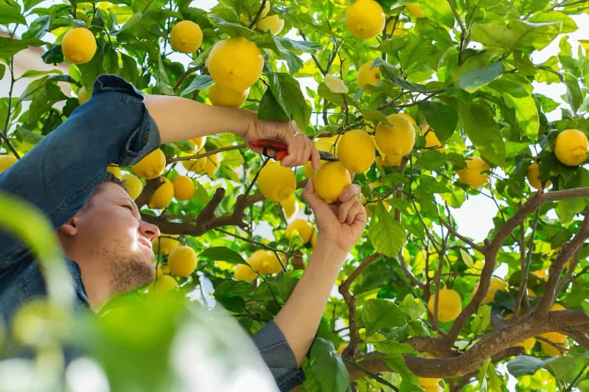 Bitre Råd Citrontræ: Den Skjulte Årsag til Rådne Citroner