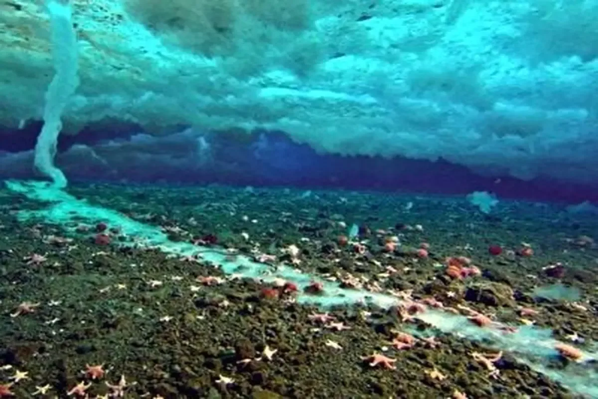Brinicle i Havet: Naturens Isnende Dødens Finger