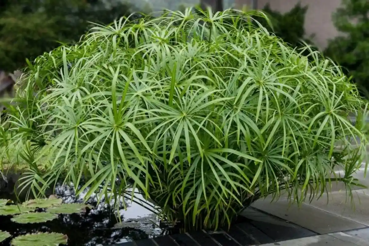 Duftende Plante til Hjemmet: Oplev Papyrus og Skab et Grønt Hjem!