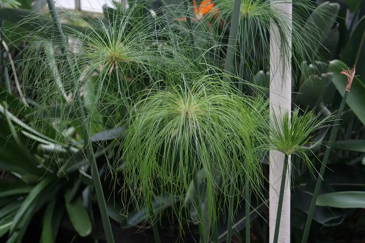 Duftende Plante til Hjemmet: Oplev Papyrus og Skab et Grønt Hjem!