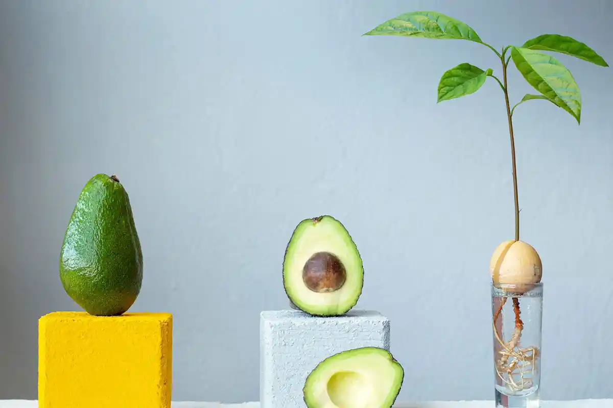 Dyrke Avocado Hjemme: Sådan Får Du Store og Velsmagende Frugter!