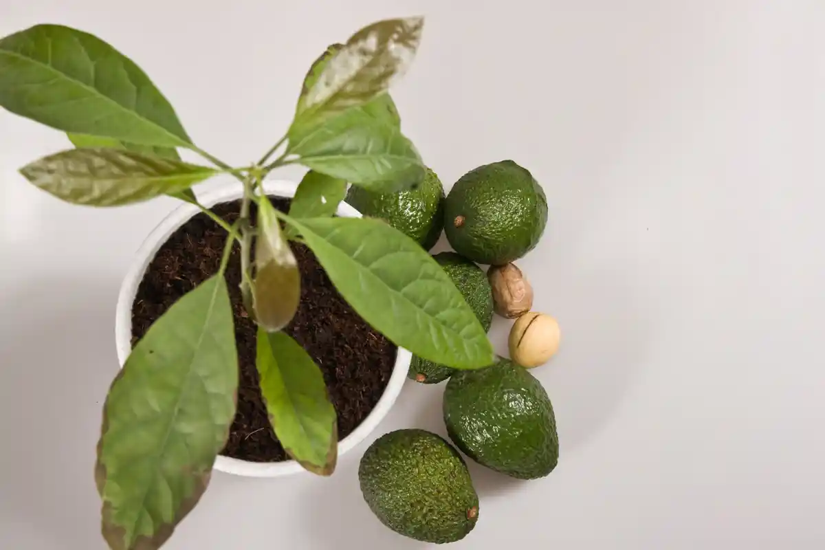Dyrke Avocado Hjemme: Sådan Får Du Store og Velsmagende Frugter!