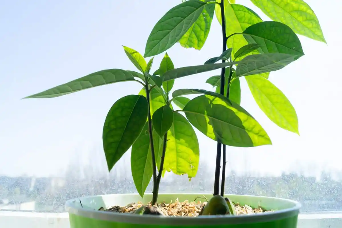 Dyrke Avocado Hjemme: Sådan Får Du Store og Velsmagende Frugter!