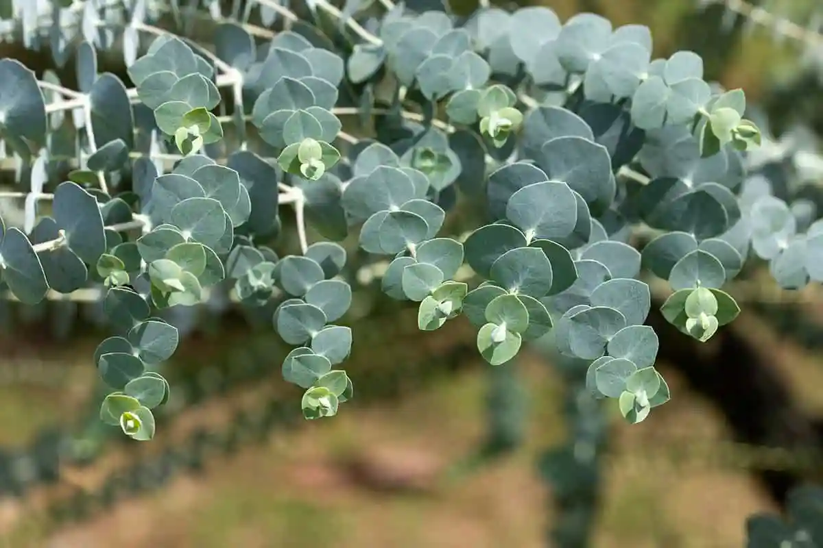 Eukalyptus: Sådan bruger du denne populære plante til at friske dit hjem op