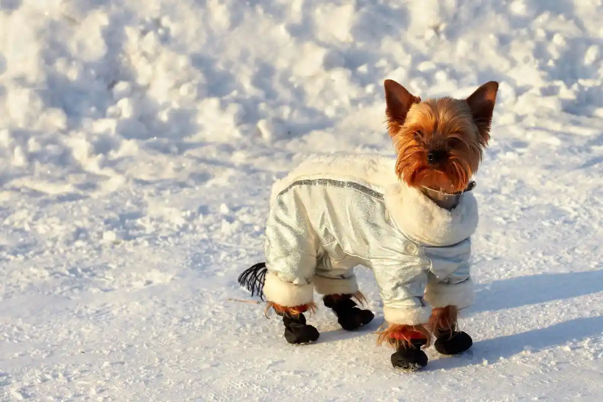 Den Almindelige Fejl, Du Skal Undgå med Din Hund om Vinteren