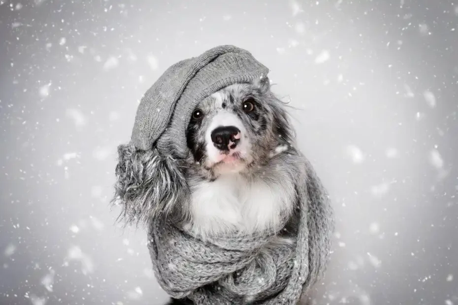 Den Almindelige Fejl, Du Skal Undgå med Din Hund om Vinteren