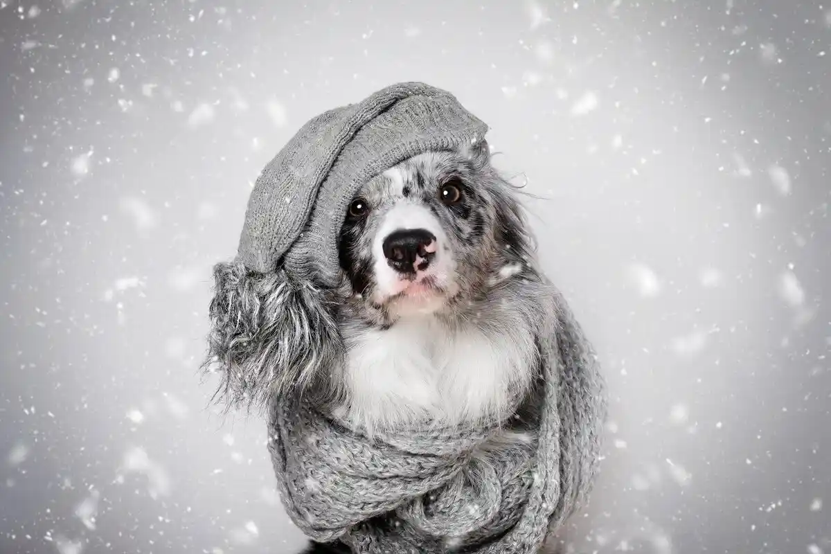Den Almindelige Fejl, Du Skal Undgå med Din Hund om Vinteren