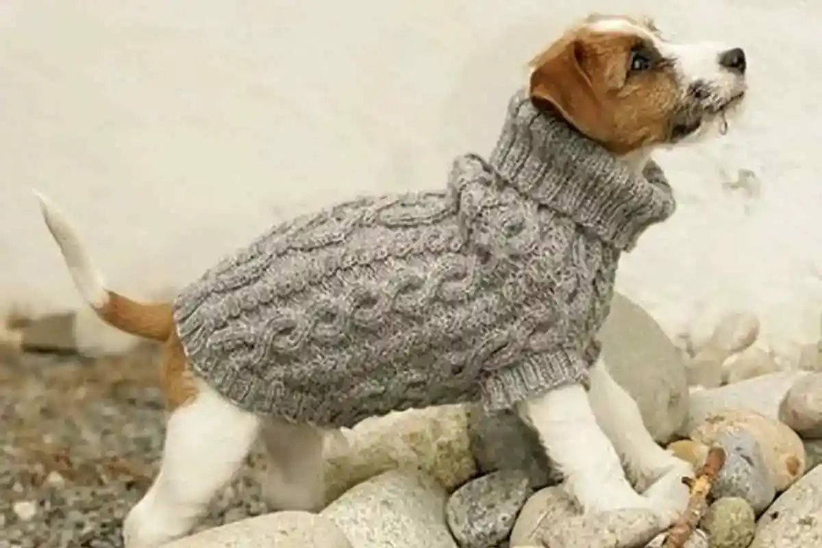 Den Almindelige Fejl, Du Skal Undgå med Din Hund om Vinteren