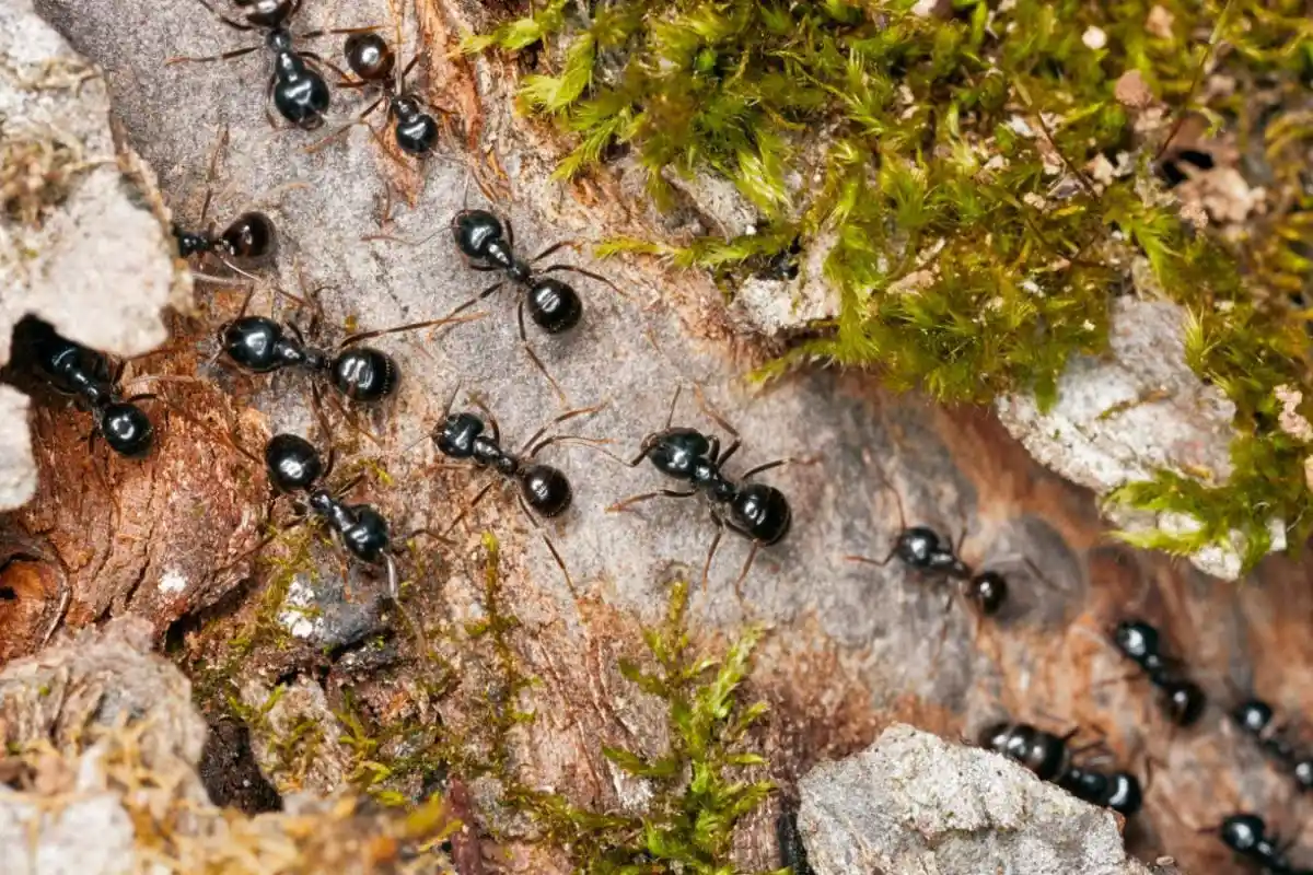 Holde Myrer Væk: En Enkel og Naturlig Løsning til Hjemmet