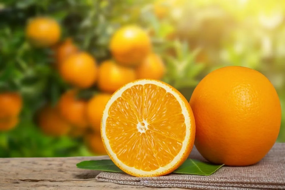 Honning og Appelsin Sundhed: Styrk Din Krop i Vintermånederne!