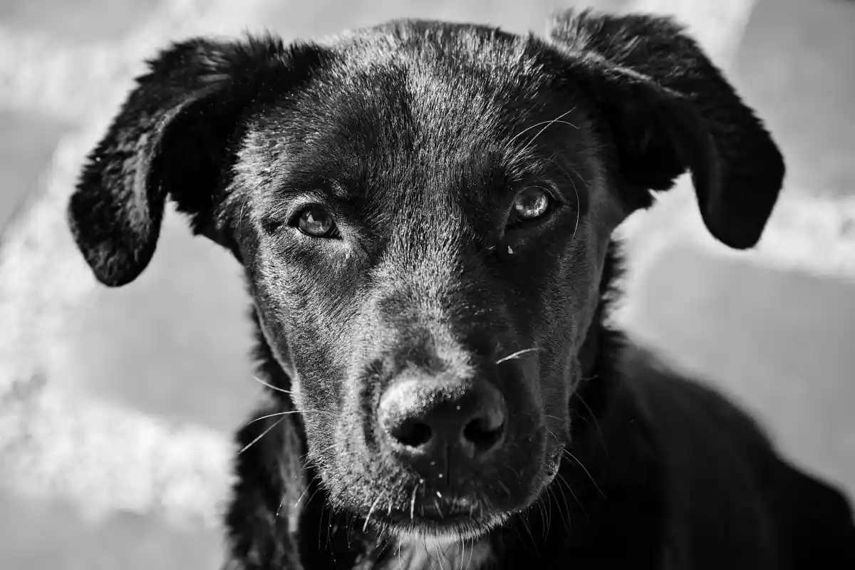 Hvorfor du ikke bør stirre hunde i øjnene for længe – det er ikke bare en myte