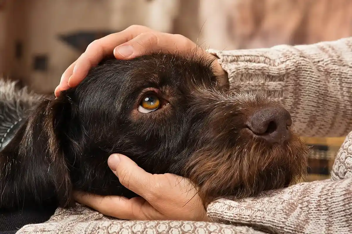 Hvorfor du ikke bør stirre hunde i øjnene for længe – det er ikke bare en myte