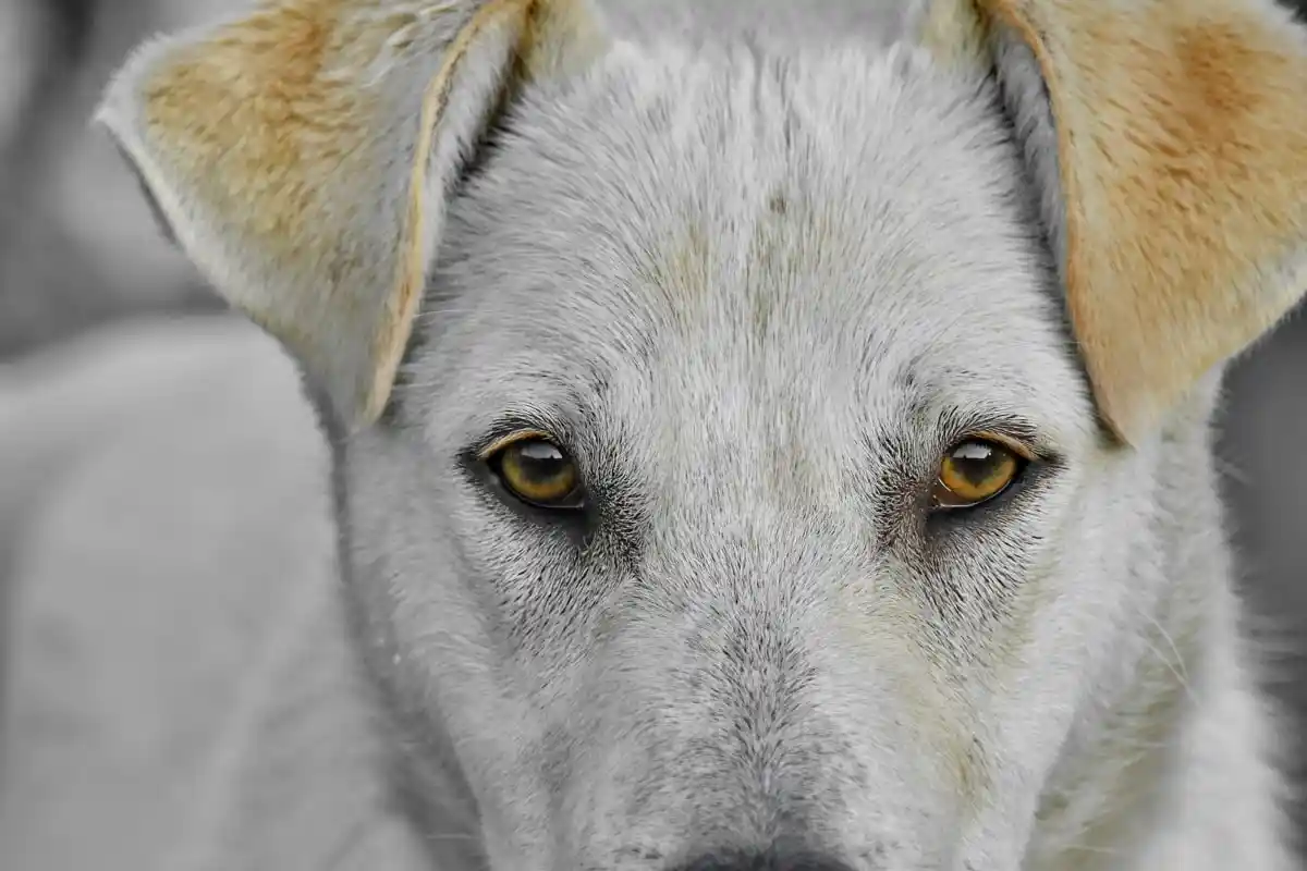 Hvorfor du ikke bør stirre hunde i øjnene for længe – det er ikke bare en myte