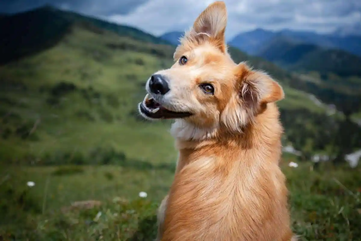 Hvorfor hunde forstår dit humør bedre end mennesker