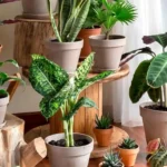 Kaffegrums Planter: Hold Dine Planter Grønne Hele Året!