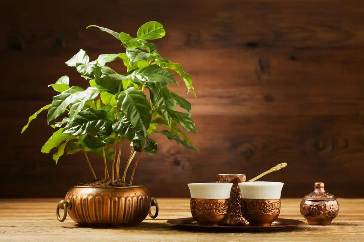 Kaffegrums Planter: Hold Dine Planter Grønne Hele Året!