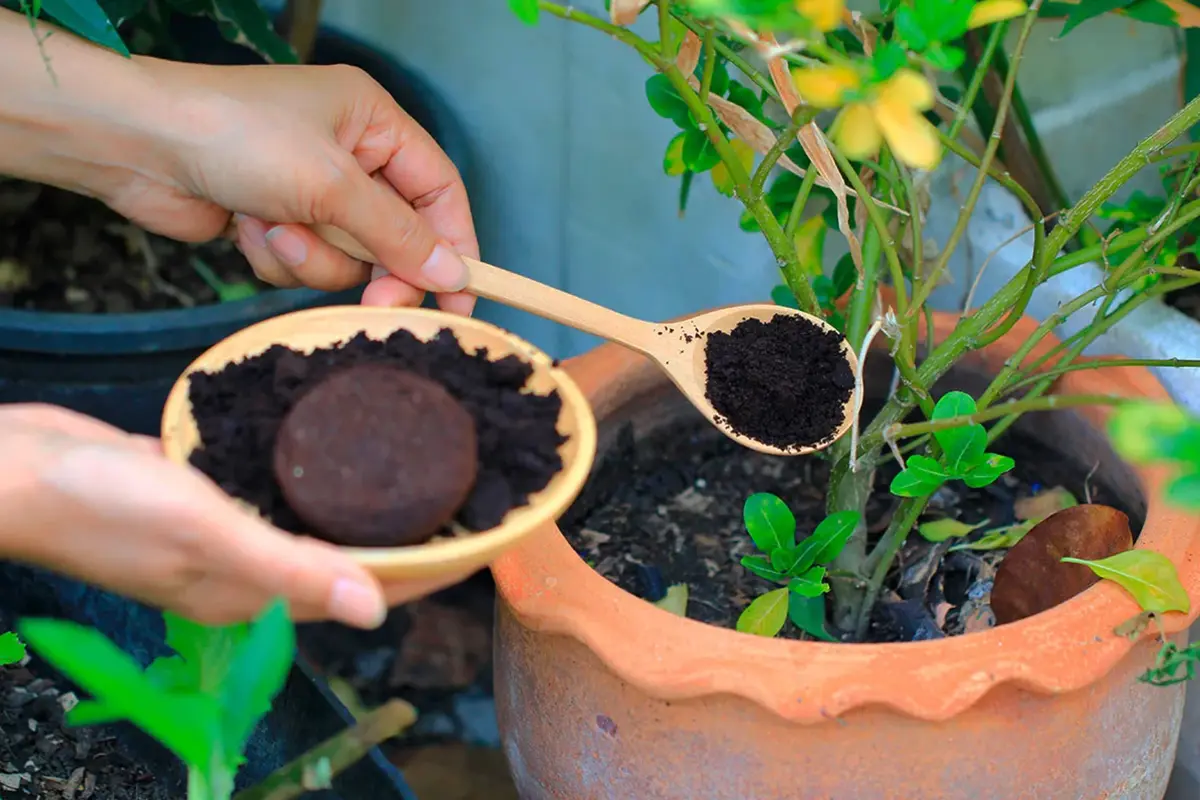 Kaffegrums Planter: Hold Dine Planter Grønne Hele Året!