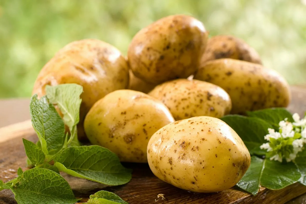 Kartoffelens Evolution: Fra Tomat til Knold på 9 Millioner År
