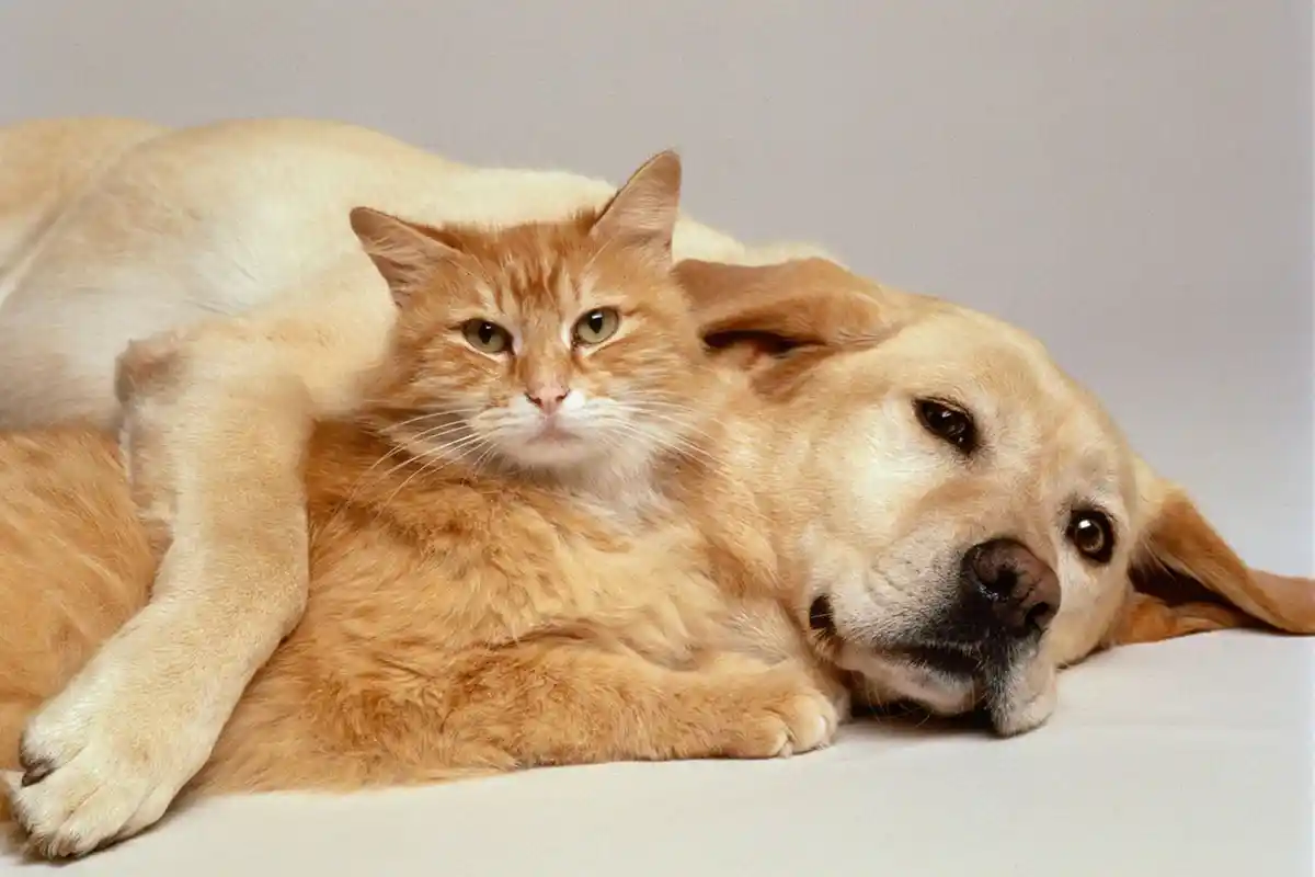 Vigtige grunde til at kastrere din hund eller kat