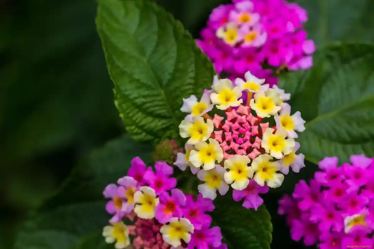 Lantana i Haven: En Farverig Erstatning for Lavendel