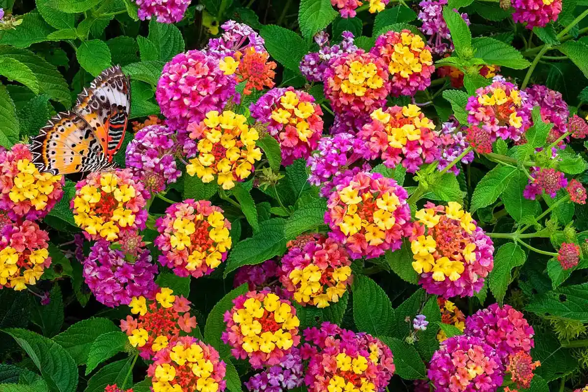 Lantana i Haven: En Farverig Erstatning for Lavendel