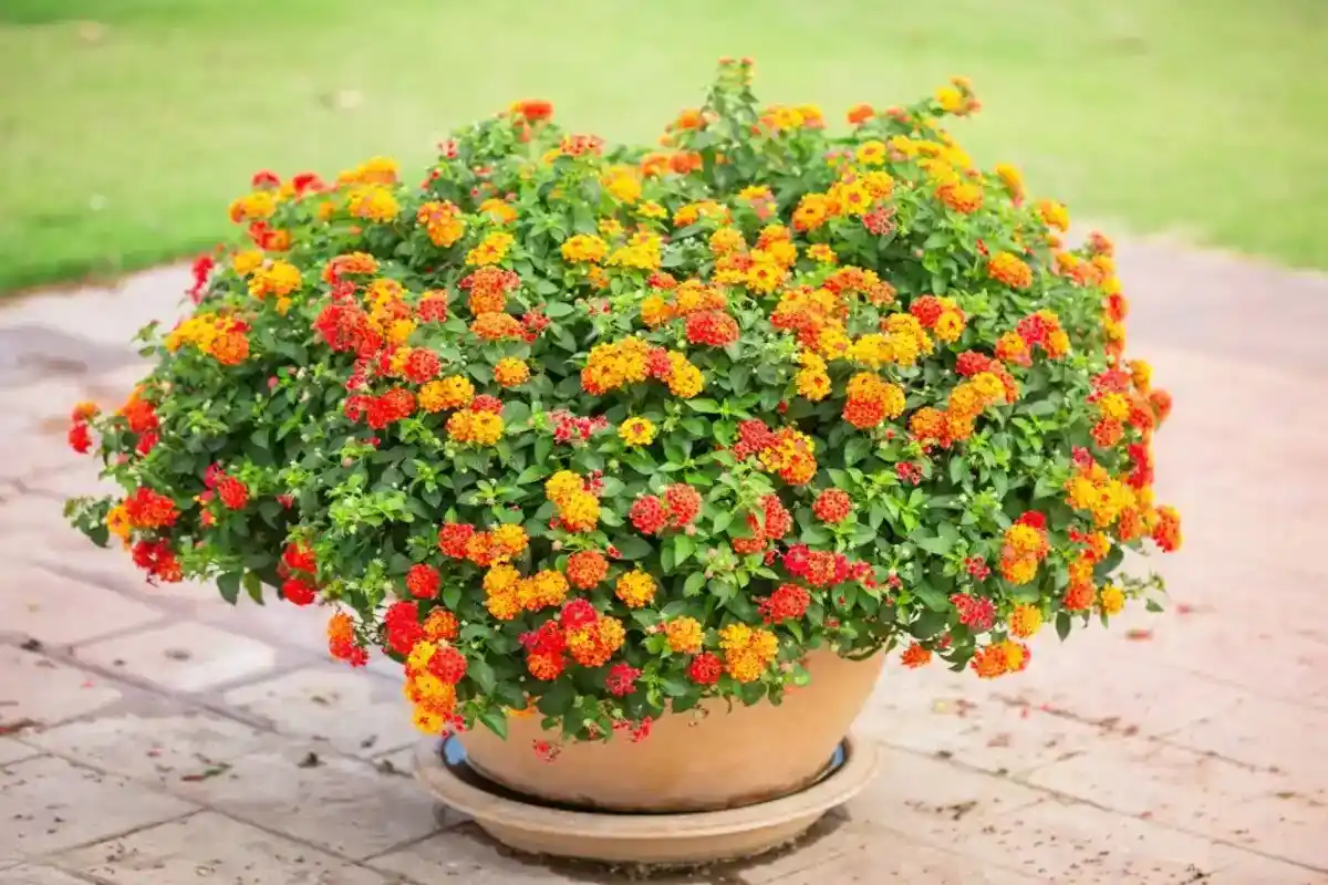 Lantana i Haven: En Farverig Erstatning for Lavendel