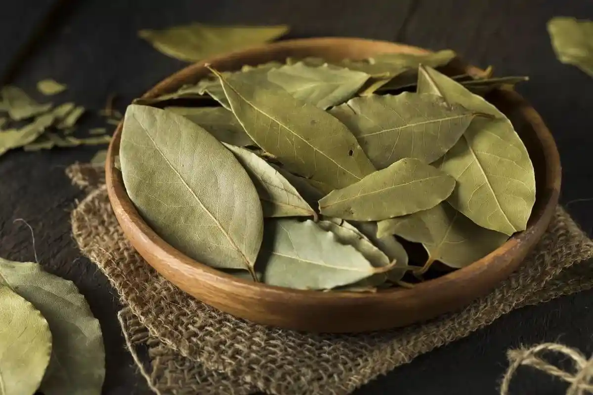 Laurbærblade i Køleskabet: Hvorfor Alle Bruger Denne Aromatiske Urts Magi!