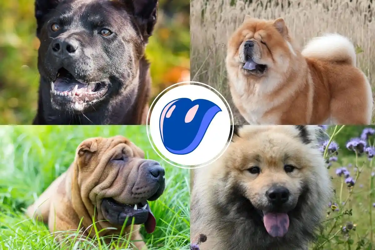 Lilla Tunge hos Hunde: Normalt eller et Advarselstegn?