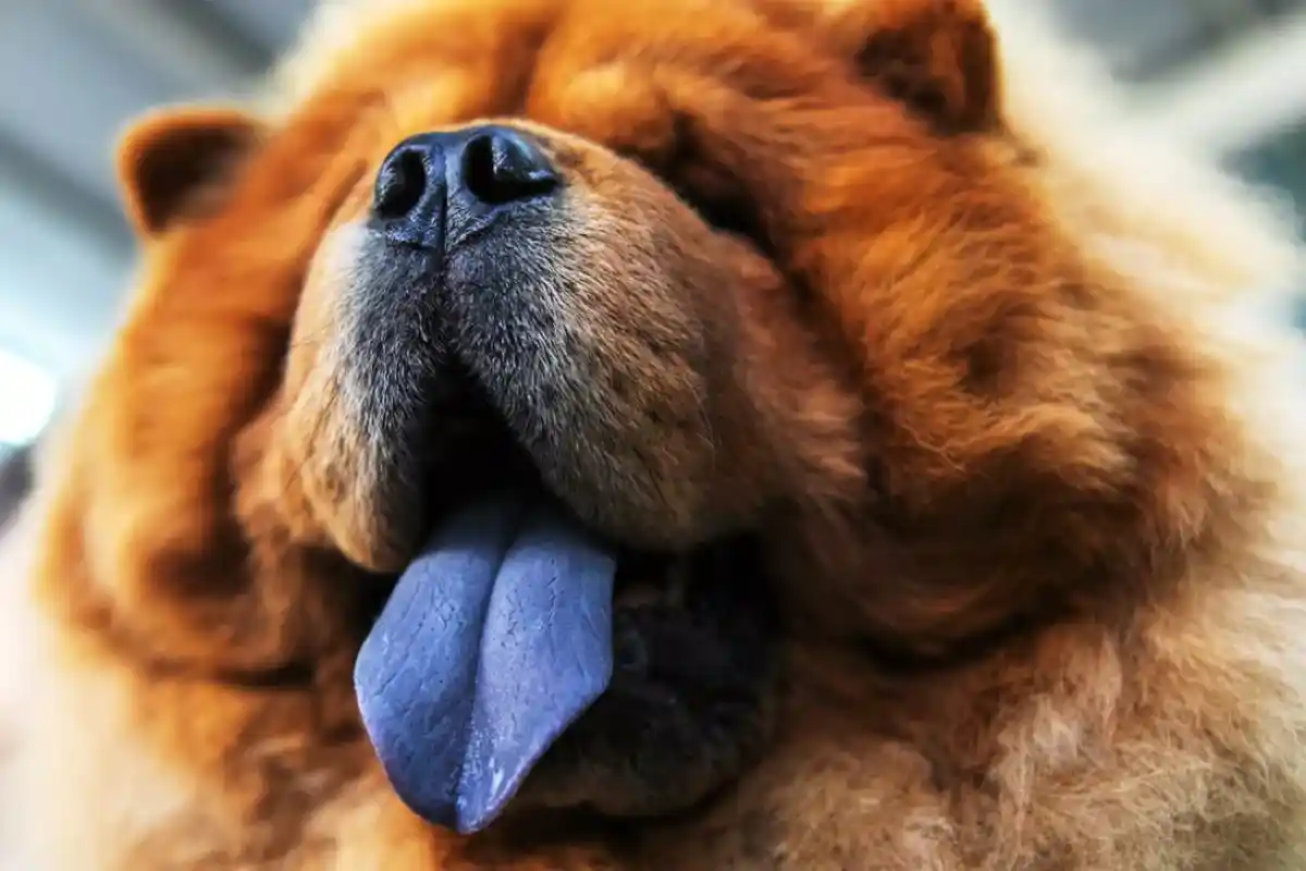Lilla Tunge hos Hunde: Normalt eller et Advarselstegn?