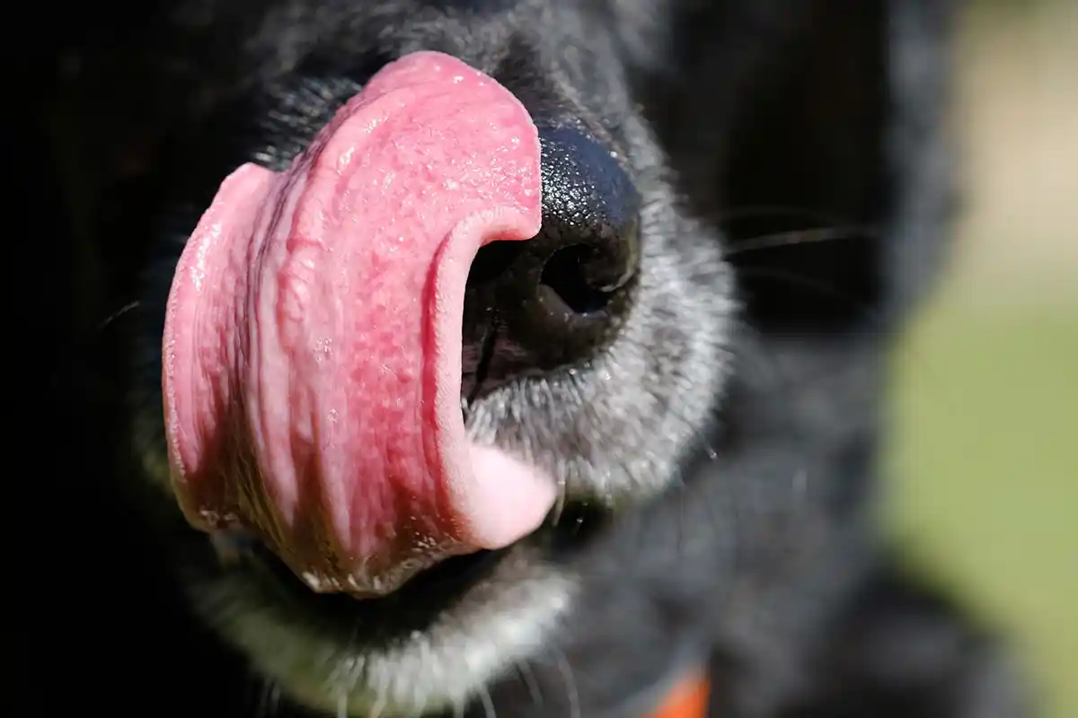 Lilla Tunge hos Hunde: Normalt eller et Advarselstegn?