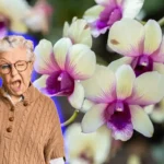 Sådan får du dine orkideer til at blomstre hurtigt: En hemmelig drik fra køkkenet