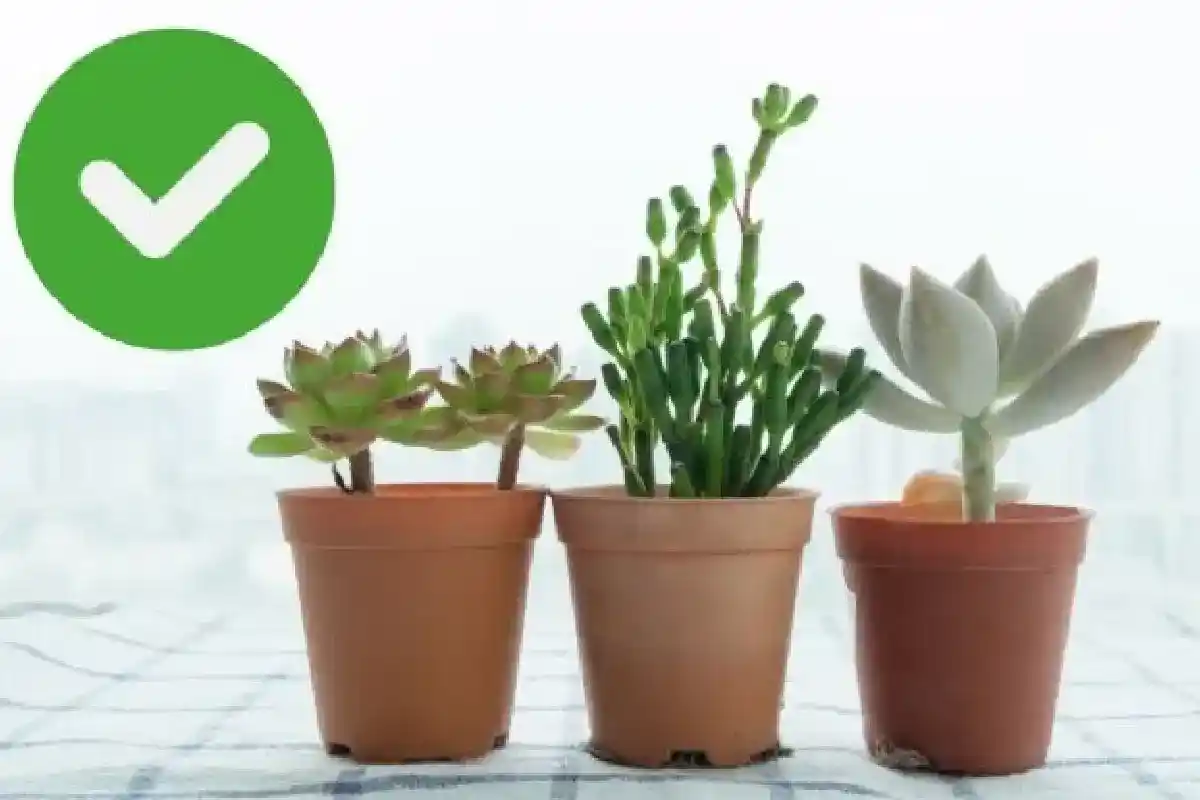 Pind til Planter: Det Simple Trick, Der Holder Din Plante Sund