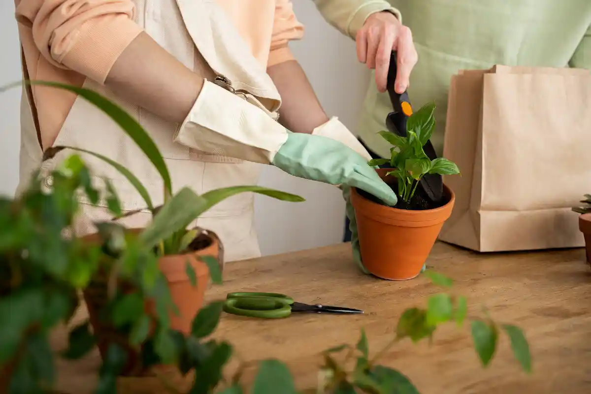 Pind til Planter: Det Simple Trick, Der Holder Din Plante Sund