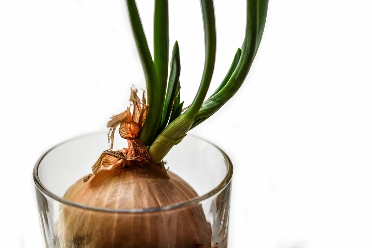 Derfor skal du plante løg i et glas – en overraskende effekt