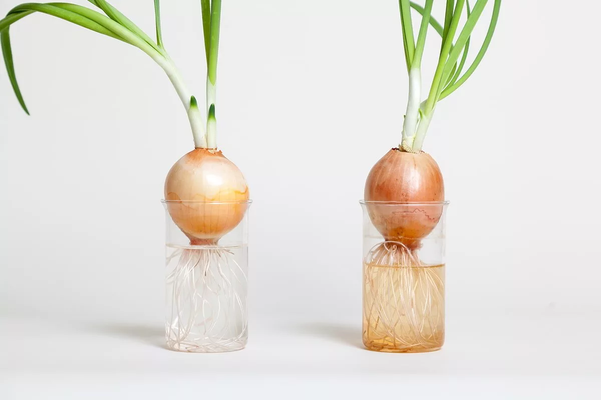 Derfor skal du plante løg i et glas – en overraskende effekt