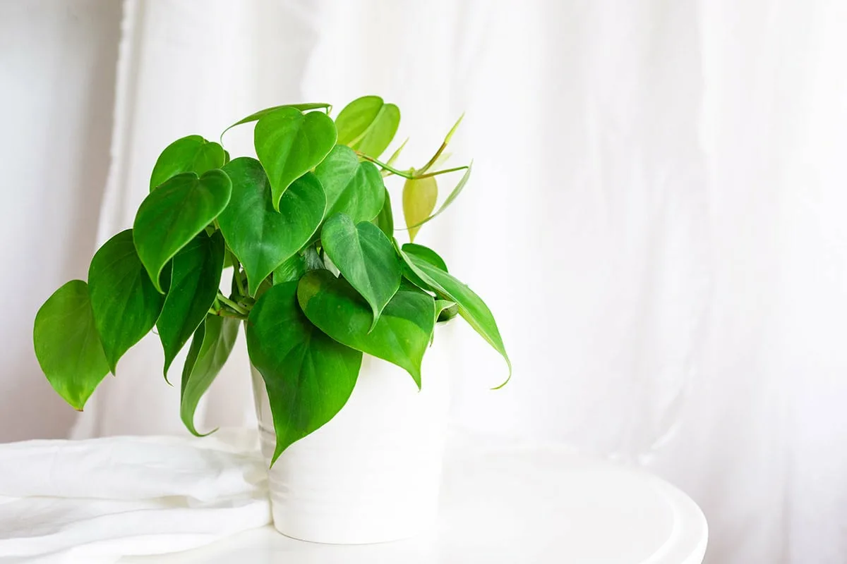 Potos for Rigdom: Placer Din Plante Rigtigt Ifølge Feng Shui!