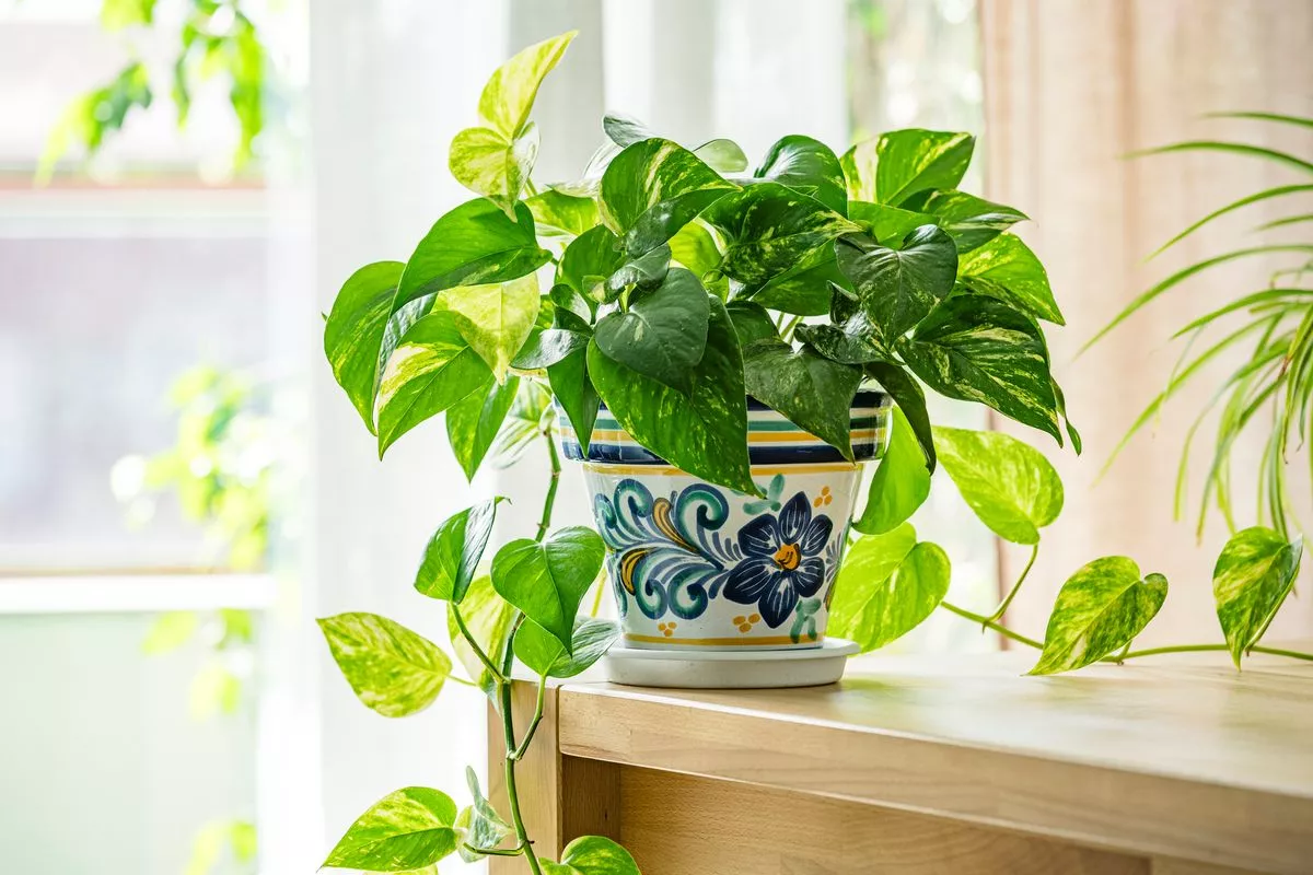 Potos for Rigdom: Placer Din Plante Rigtigt Ifølge Feng Shui!