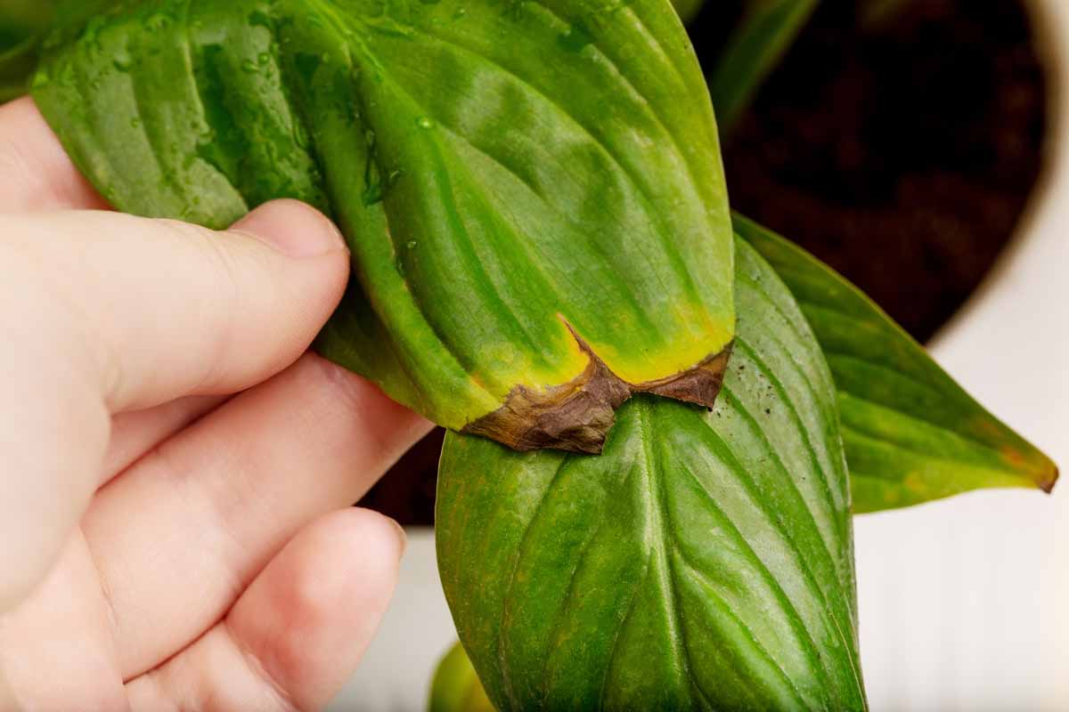 Sådan Forhindrer Du Tørre Blade på Dine Planter