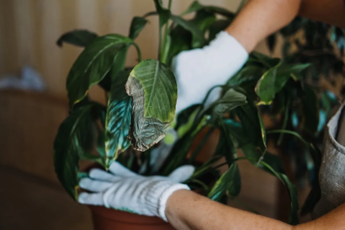 Sådan Forhindrer Du Tørre Blade på Dine Planter